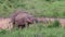 Asian Elephants Taking Dried Mud and Dust