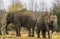 Asian elephants together, One tusked male and a female, elephant couple standing together, Endangered animal species