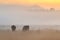 Asian elephants walk in the nature habitat during golden sunrise.