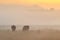 Asian elephants walk in the nature habitat during golden sunrise.