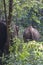Asian elephants walking away on a forest path forest