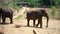 Asian elephants walking in Yala National Park