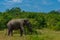 Asian elephants at Yala national park in Sri Lanka