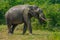 Asian elephants at Yala national park in Sri Lanka