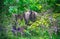 Asian elephants, Yala West National Park, Sri Lanka