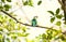 Asian emerald cuckoo