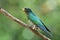 Asian emerald cuckoo Chrysococcyx maculatus