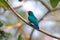 Asian Emerald Cuckoo Chrysococcyx maculatus Beautiful Male Birds of Thailand