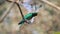 Asian emerald cuckoo Chrysococcyx maculatus Beautiful Male Birds of Thailand