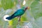 Asian Emerald Cuckoo Chrysococcyx maculatus Beautiful Male Birds of Thailand