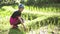 Asian ethnic woman with native dress smile at her organic rice fi