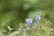 Asian exotic flower with blue blossom and tiny buds