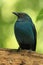 Asian fairy-bluebird