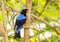 Asian Fairy-bluebird