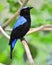 Asian Fairy Bluebird