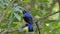 Asian Fairy Bluebird bird in tropical rain forest.