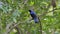 Asian Fairy Bluebird bird in tropical rain forest.