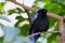 Asian fairy-bluebird, Irena puella