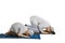 Asian family posing prostration in the studio