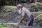 An Asian farm worker extracting fibres from retted jute plants in the water