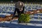 Asian farmer is carrying tray of young vegetable seedling to plant in mulching film for growing organics plant during spring