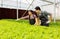 Asian farmer couple work in hydroponic vegetable greenhouse farm with happiness and joyful in row of plants background