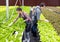 Asian farmer couple work in hydroponic vegetable greenhouse farm with happiness and joyful in row of plants background