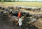 Asian farmer, grazing, buffalo