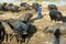 Asian farmer, grazing, buffalo