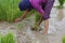 Asian farmer harvesting rice plant for transplant rice seedlings in the paddy field at countryside of Indonesia