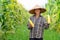 Asian farmer harvesting sweetcorn during and show the perfect corn result the agricultural season at corn field