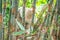 An Asian farmer man do his work on cutting bamboo tree in his organic farm