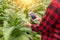 Asian farmer man Examining the quality of tobacco farms by farmers using modern agricultural technology, tablet in thailand