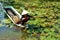 Asian farmer, pick water lily, Vietnamese food