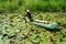 Asian farmer, pick water lily, Vietnamese food