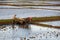 Asian farmer ploughing rice field with tractor machine