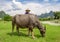 Asian farmer poses with his buffalo. Beautiful landscape in Yangshuo, Guangxi, China.