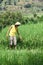 Asian farmer at rice field