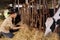 Asian farmer takes care of feeding cows with dry straw in a care cowshed