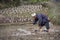 Asian farmer tills the land paddy fields using hack, China.