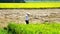 Asian farmer in traditional hat works in wide rice field