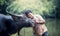 Asian farmer and water buffalo in farm