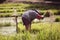 Asian farmer is withdrawn seedling and kick soil flick of Before the grown in paddy field,Thailand.