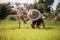 Asian farmer is withdrawn seedling and kick soil flick of Before the grown in paddy field,Thailand