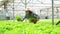 Asian farmer woman holding Wooden box filled with salad vegetables in hydroponic farm system in greenhouse. Concept of Organic