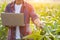 Asian farmer working in the corn field, Man using laptop to examining or analyze young corn crop after planting. Technology for