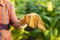 Asian farmer working in the field of tobacco tree and holding damage or wasted leaves after planting. disease in plants and