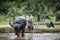 Asian farmer working with his buffalo