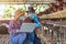 Asian farmers inspect and record the quality data of the chicken eggs using a laptop in eggs chicken farm