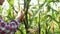 Asian farmers practice modern agriculture, growing organic corn on roofs in urban buildings.